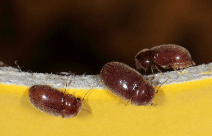 Как справиться с жуками в деревянном доме
