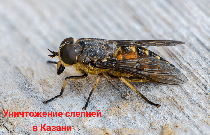 Фото-уничтожение слепней